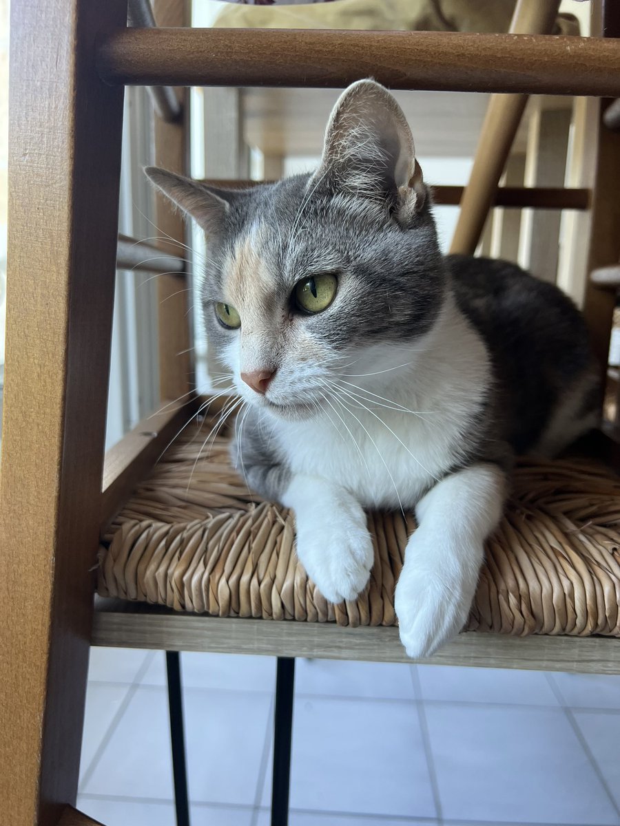 rockndcrazy's tweet photo. Coucou les copains. J’aurai besoin de vous. Alaska n’est pas rentrée depuis dimanche après-midi et ce n’est pas du tout dans son habitude. J’avoue que je suis très inquiet. Si vous pouviez partager un maximum 🥹🥺🤍

(Secteur Route de Rouen, Quartier Saint Honoré) https://t.co/m5oVOrMdgj