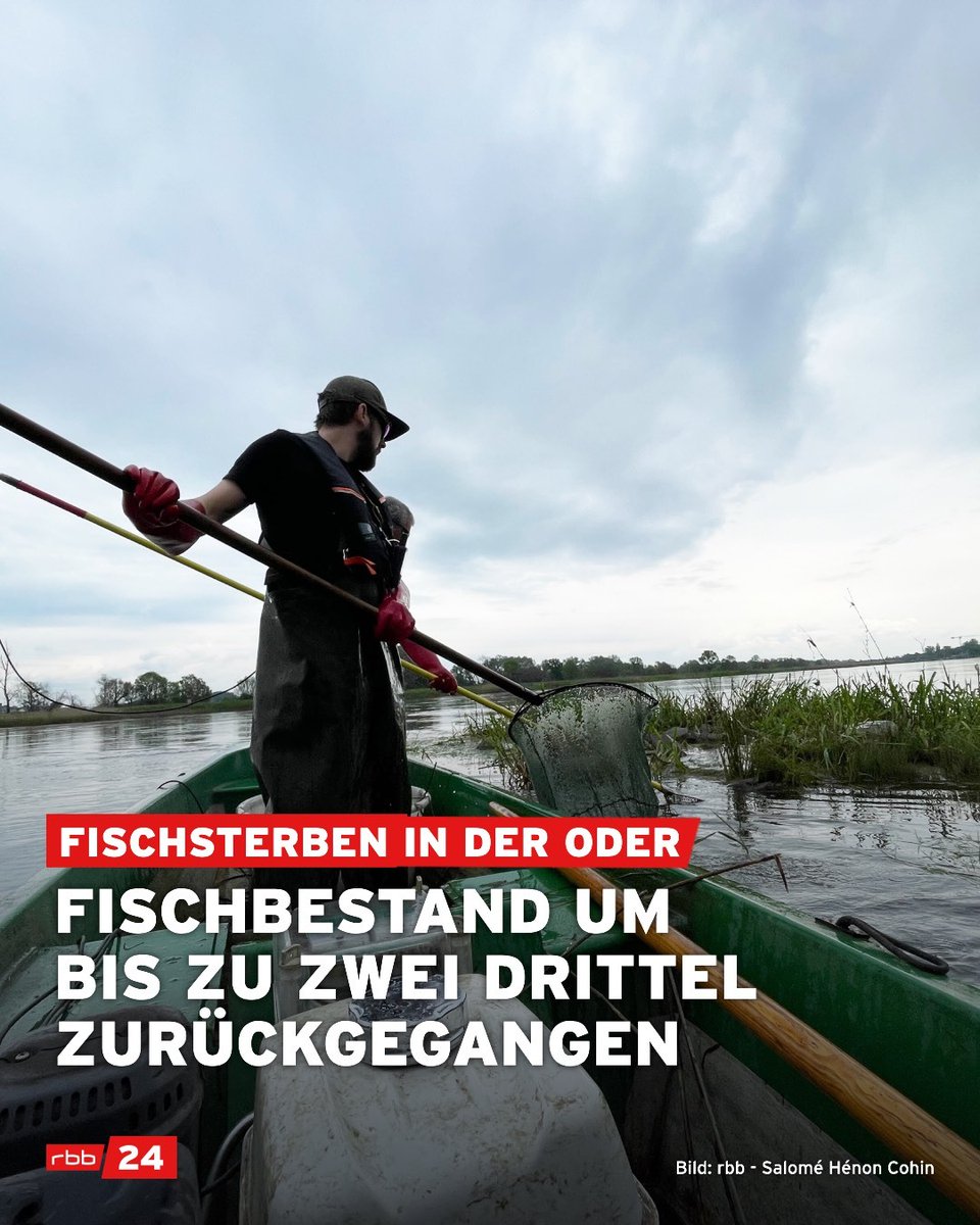 rbb24's tweet image. Der Bestand der Fische in der #Oder hat als Folge der Umweltkatastrophe im vergangenen Sommer um bis zu zwei Drittel abgenommen. Neue Messungen zeigen, dass die Salzbelastung der Oder derzeit ähnlich hoch ist wie im August 2022. rbburl.de/fischbestandod…