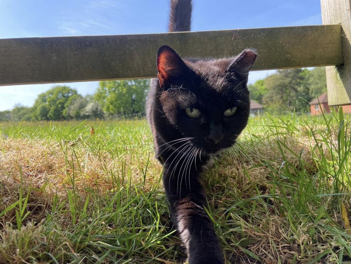 Catastrophes Cats Rescue tweet media