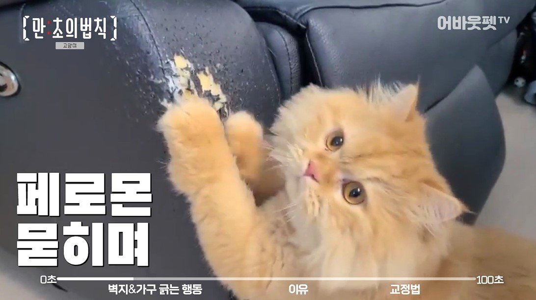 aboutpet_office's tweet photo. 냥님들에게 스크래쳐는 다다익선인거... 
똑똑한 집사님들은 다들 알고 계시죠?😎

가리가리 스크래쳐 18종 최대 48%할인에 
추가 10% 할인쿠폰까지---!!❤️ 

(최저가라 남은 갯수도 벌써 얼마 안남음 ㄷㄷ) 
👉https://t.co/3xktEik76N https://t.co/9Lo1dHoqY9