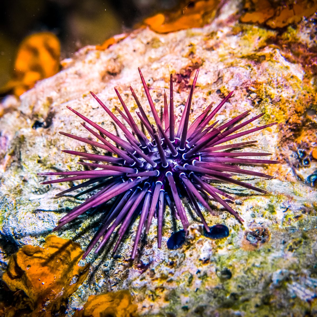 Ever spotted one of these spiky-looking creatures on a swim? 🌊 Sea urchins are a kind of echinoderm & can be found across all of the world’s oceans. Find out more about Sydney’s sea urchins here: bit.ly/3Nkpwha