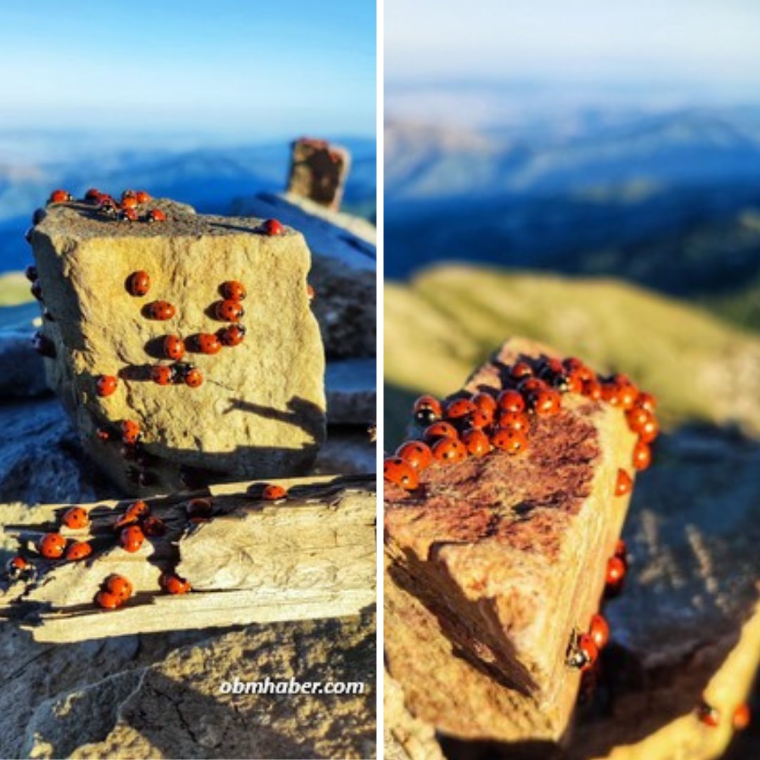 obmhaber's tweet image. Kahramanmaraş&apos;ta 2 bin 260 metre yüksekliğindeki Çimen Dağı&apos;nın #UludazTepesi&apos;nde koloniler halindeki uğur böcekleri görsel bir şölen sunuyor.
.
- #Uğurböcekleri doğa turizmine katkı sağlıyor. Çok sayıda ziyaretçi bölgeye akın ediyor 
.
obmhaber.com/cimen-dagi-nda…