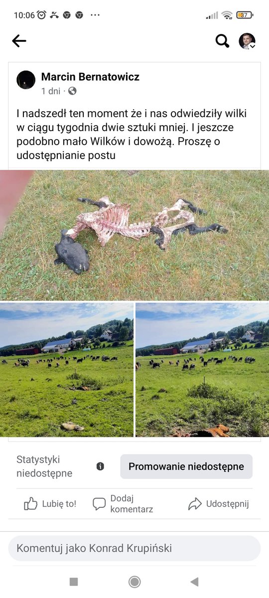 k_krupinski's tweet image. Kolejne straty rolnika wywołane populacja wilka.