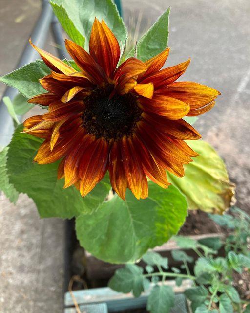 The children have loved the sunny weather. We have enjoyed lots of water play, and shady play in the nature garden. We are thrilled to have our first sunflower, too. I wonder if it will grow taller?!