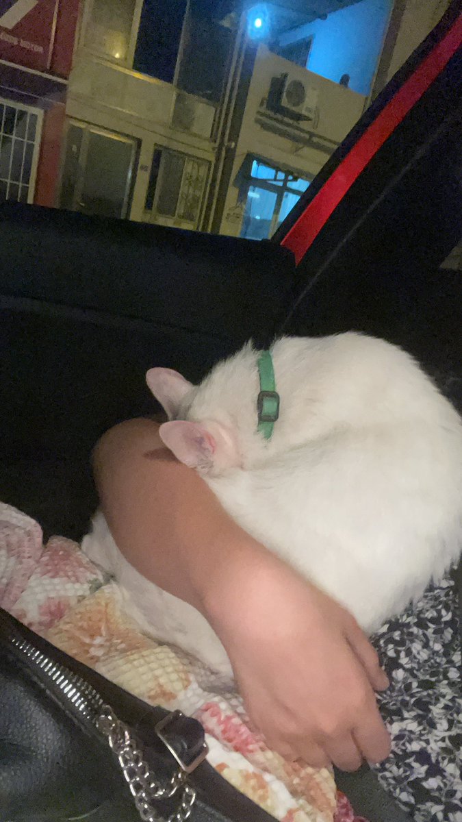 Buse Önen (@buseeonen) on Twitter photo Mersin/Silifkede yolda bulunan Van kedisine yuva arıyoruz. Çipi yok, bulduğumuzda yeşil tasması vardı. Erkek-kısır değil 🥹 <a href="/masum_gozler/">Masum Gözler</a> Mersin/Silifkede yolda bulunan Van kedisine yuva arıyoruz. Çipi yok, bulduğumuzda yeşil tasması vardı. Erkek-kısır değil 🥹 <a href="/masum_gozler/">Masum Gözler</a>