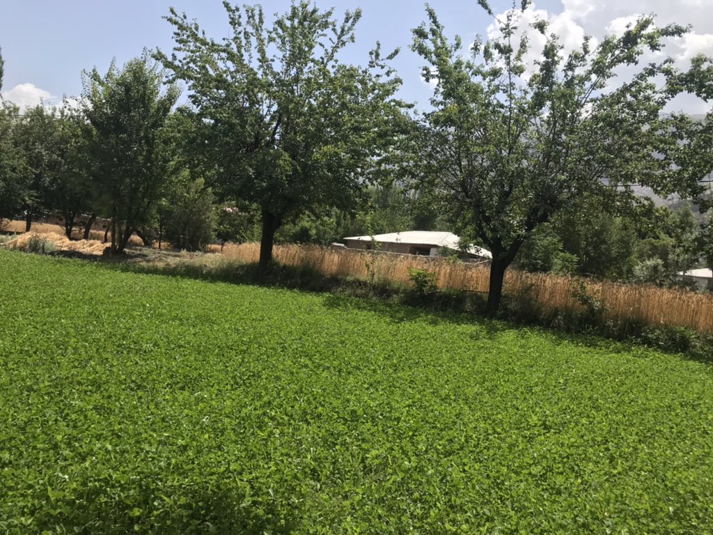 Shall I compare thee to a summer’s day?