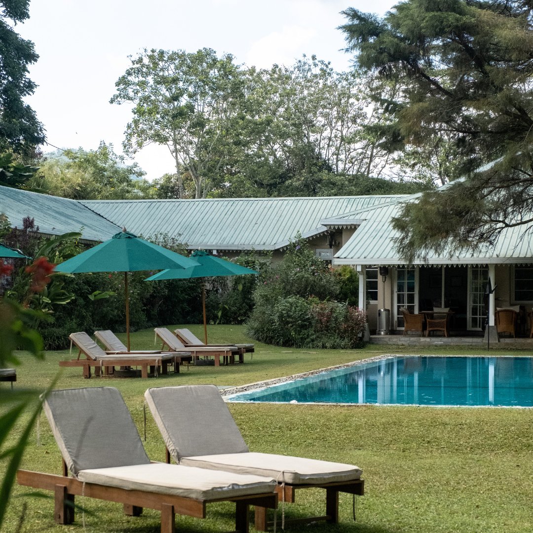 Resplendent Ceylon tweet media