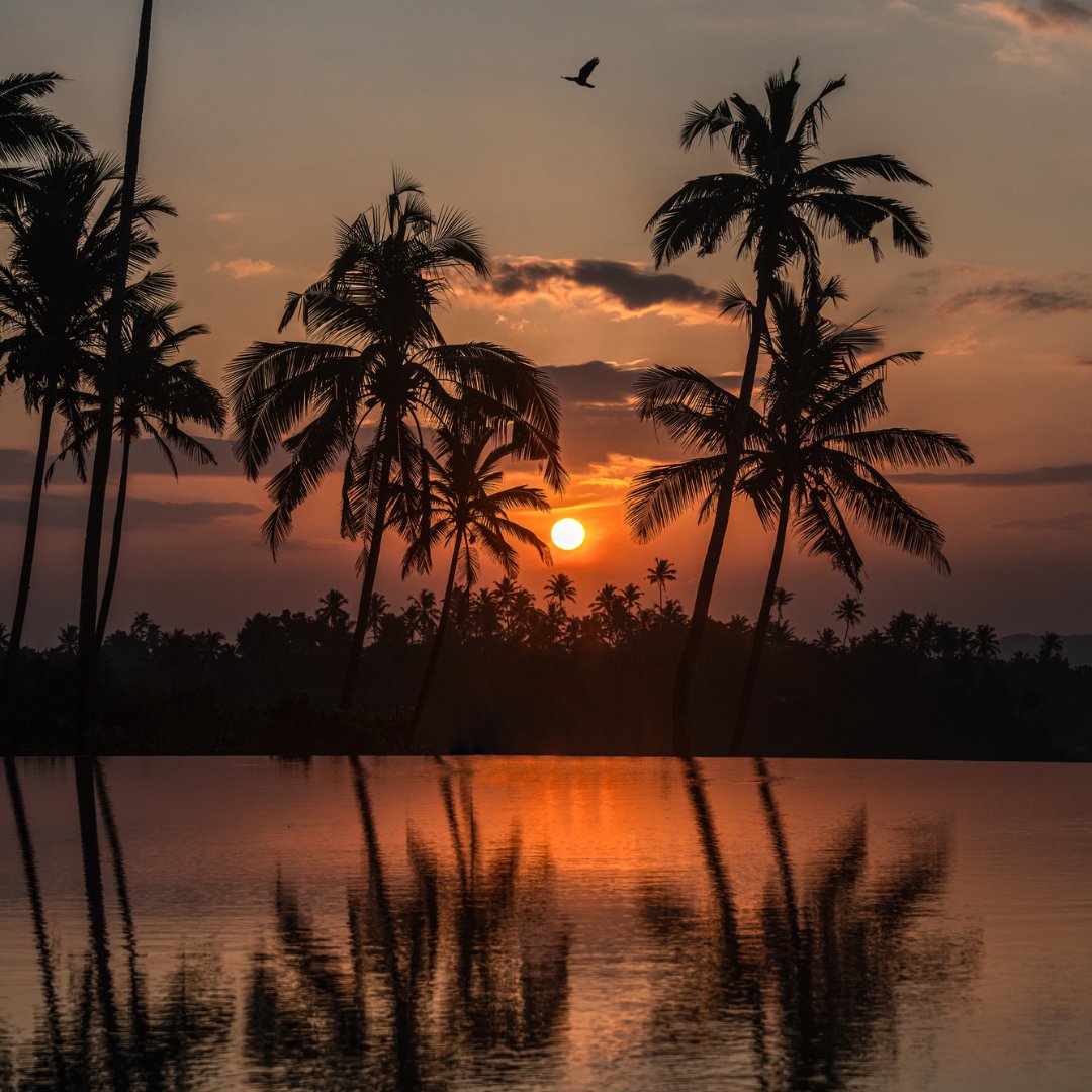 Resplendent Ceylon tweet media