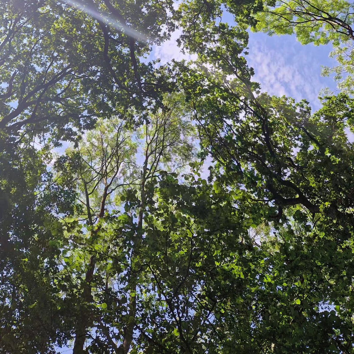 TAHabstract's tweet photo. Day 23-25: #30dayswild 

Social Media detox
Solstice retreat in the woods (including forest bathing and saying hello to trees)
Saying hello to a horse ❤️

#lego30dayswild
@30DaysWild
@bbcspringwatch
@lego_group https://t.co/VXcY1Bn89R