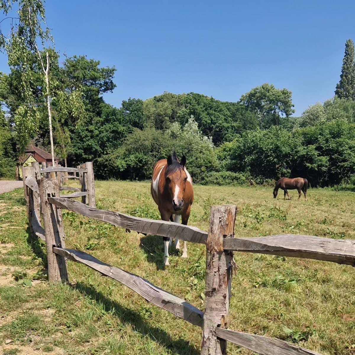 TAHabstract's tweet photo. Day 23-25: #30dayswild 

Social Media detox
Solstice retreat in the woods (including forest bathing and saying hello to trees)
Saying hello to a horse ❤️

#lego30dayswild
@30DaysWild
@bbcspringwatch
@lego_group https://t.co/VXcY1Bn89R