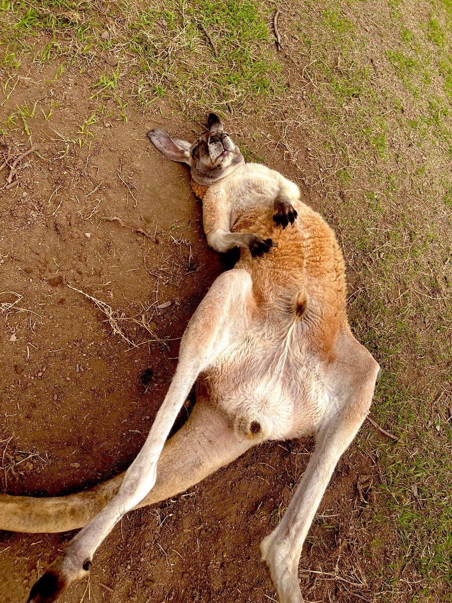 KEN_HDC201803's tweet photo. 一瞬、○んでる！？
ってびびった人に慣れすぎたカンガルー🦘 https://t.co/IAvNsYjU5e