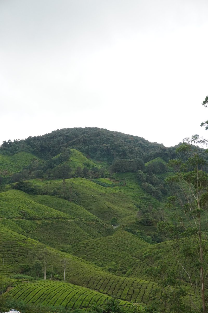 HeliaLiya's tweet photo. grass has been touched.
that moutain right there.. is full of tea leaves nothing but tea leaves and i like tea 🫖☕️
#throwbacktrip #touchgrass https://t.co/rbbDqFI12D