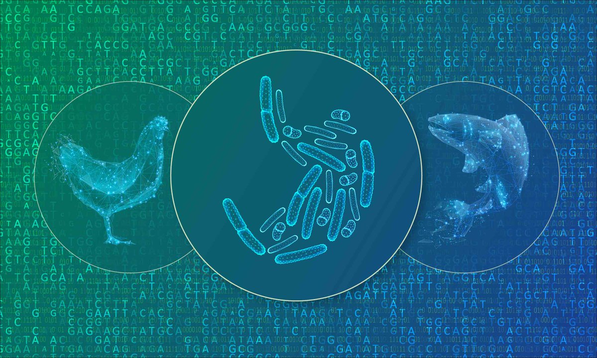 On #WorldMicrobiomeDay, we celebrate the launch of the HoloFood Data Portal from @emblebi containing microbiome and molecular data from chicken and salmon gut microbiome. A great resource for developing new, sustainable animal feed! embl.org/news/science/h… #Microbiomes4Life