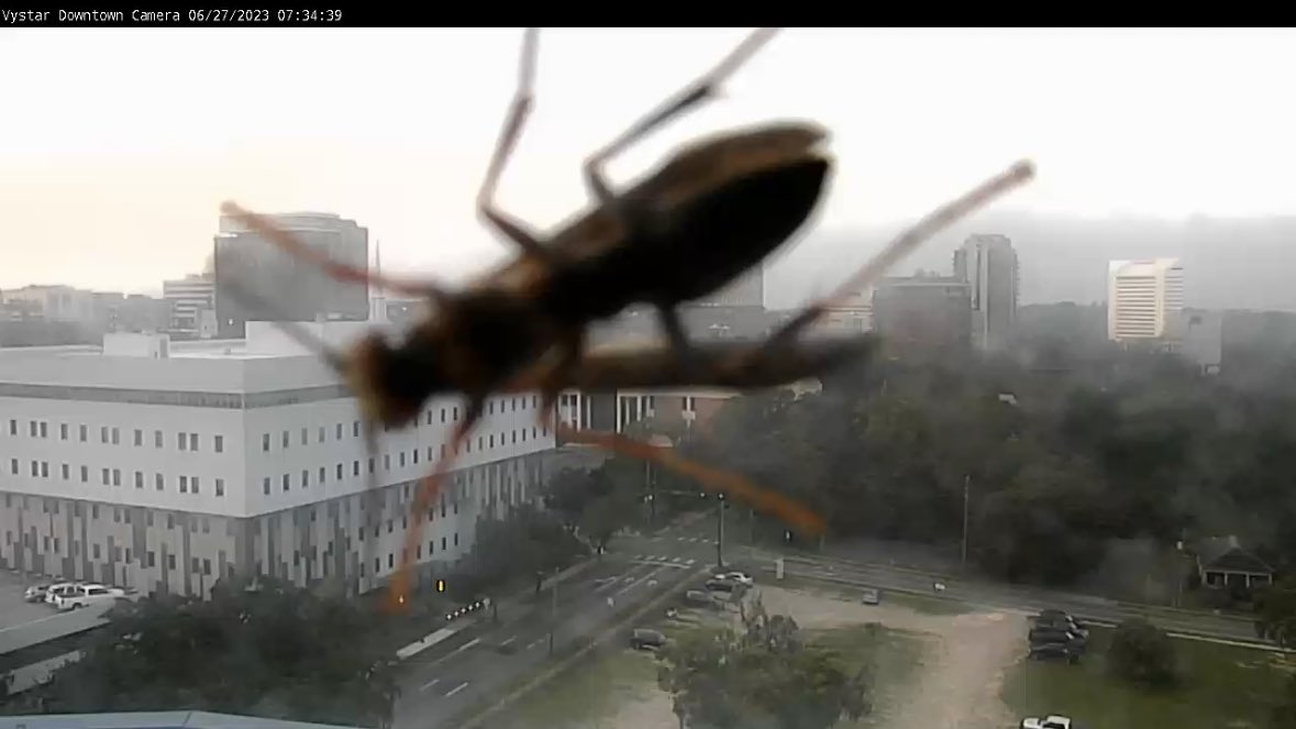 RyanWCTV's tweet photo. The WCTV Downtown Tallahassee camera has a visitor this morning! #WeatherBee #Vystar #Tallahassee https://t.co/9zzDSCpQ7A