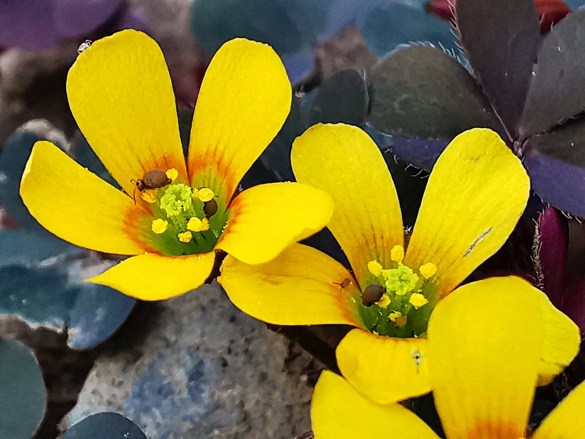#originalcontent #Flowers #natural #originalart