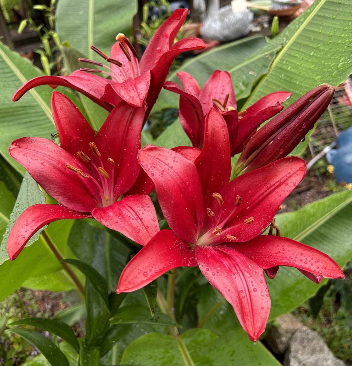 I love these bright red lilies growing with the banana plants. Such a tropical feel in #mygarden  😃

#GardeningTwitter #TropicalGarden #DailyBotanicalBeauty #Lilies #FlowerPhotography #Gardening #Flowers