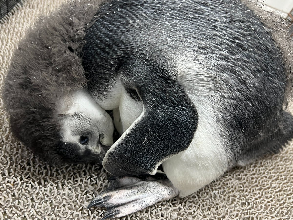 今日のずんだは寝方の癖強め🐧