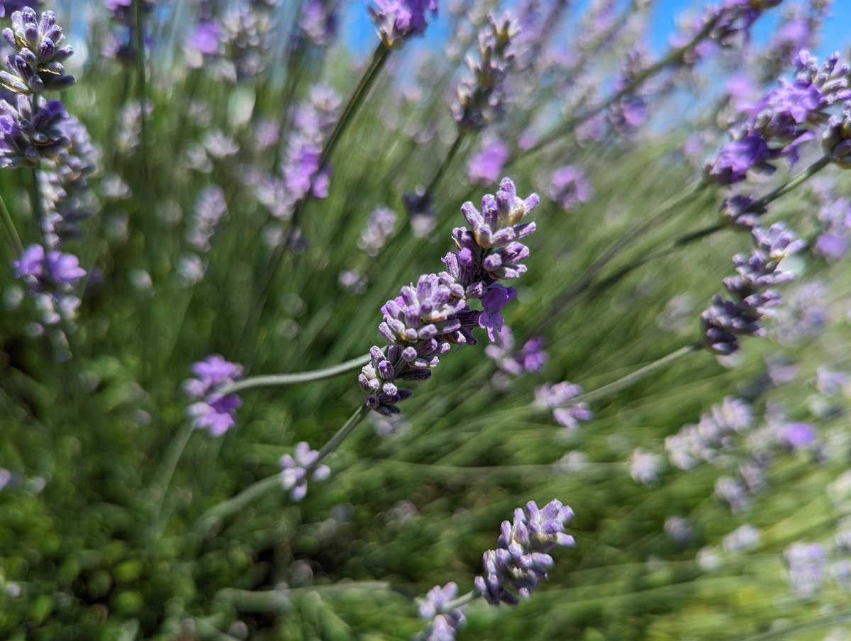 In #folklore Lavender is useful to sharpen the mind and to strengthen pure #love. The #flowers have a long #history as an antiseptic, a protective and love-inducing herb. #Lavender placed in wedding bouquets makes wishes come true. #FairyTaleTuesday