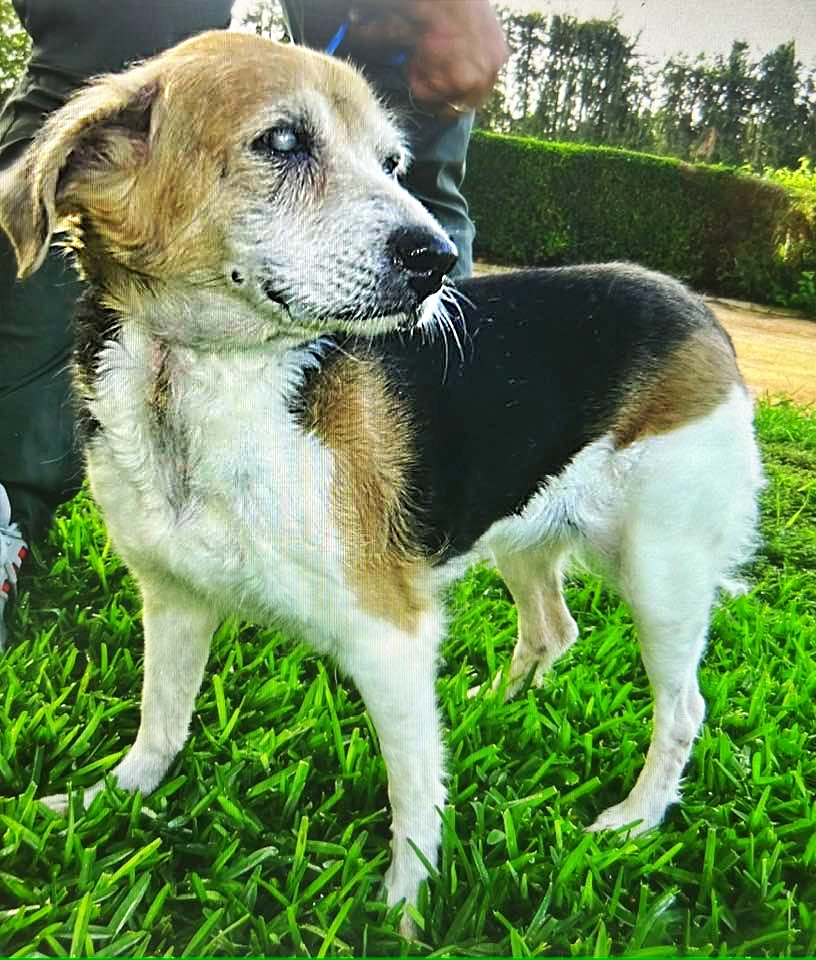 🚩 La conoces??? Sabes quién es su dueña???

ALCALÁ de GUADAIRA, #SEVILLA
Esta abuelita #ciega entró hace 20 días en la perrera SPORTDOG.

Llamó una persona para decir que la viejita era de una señora de 80 años, que no tenía medios para sacarla de la perrera!!.

Alguien tiene