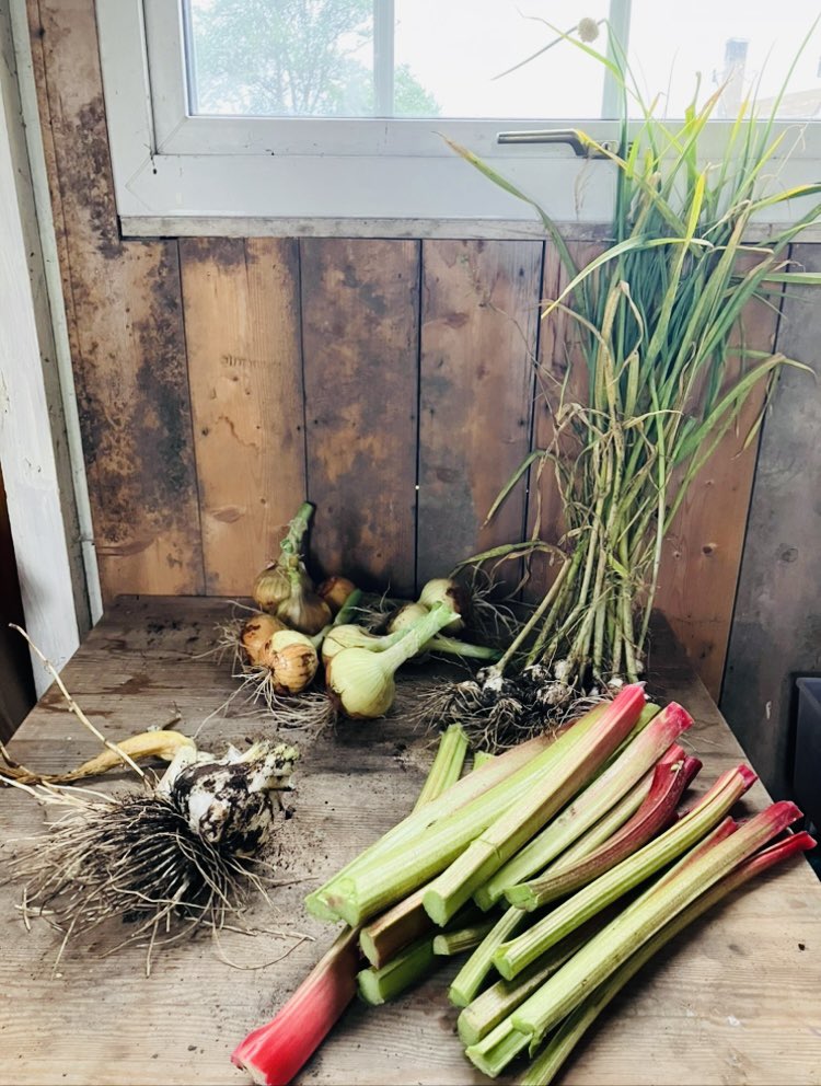 Refill_UK's tweet photo. Feeling #thankful for a bit of #cooler #weather this morning & a little window of opportunity to get some #gardening time in 😊
.
Amongst the weeds 😂 we’ve found the onions 🧅 and garlic 🧄 are ready- as well as rhubarb & a massive #elephantgarlic 😊🧄 https://t.co/oIxhmKcNI3