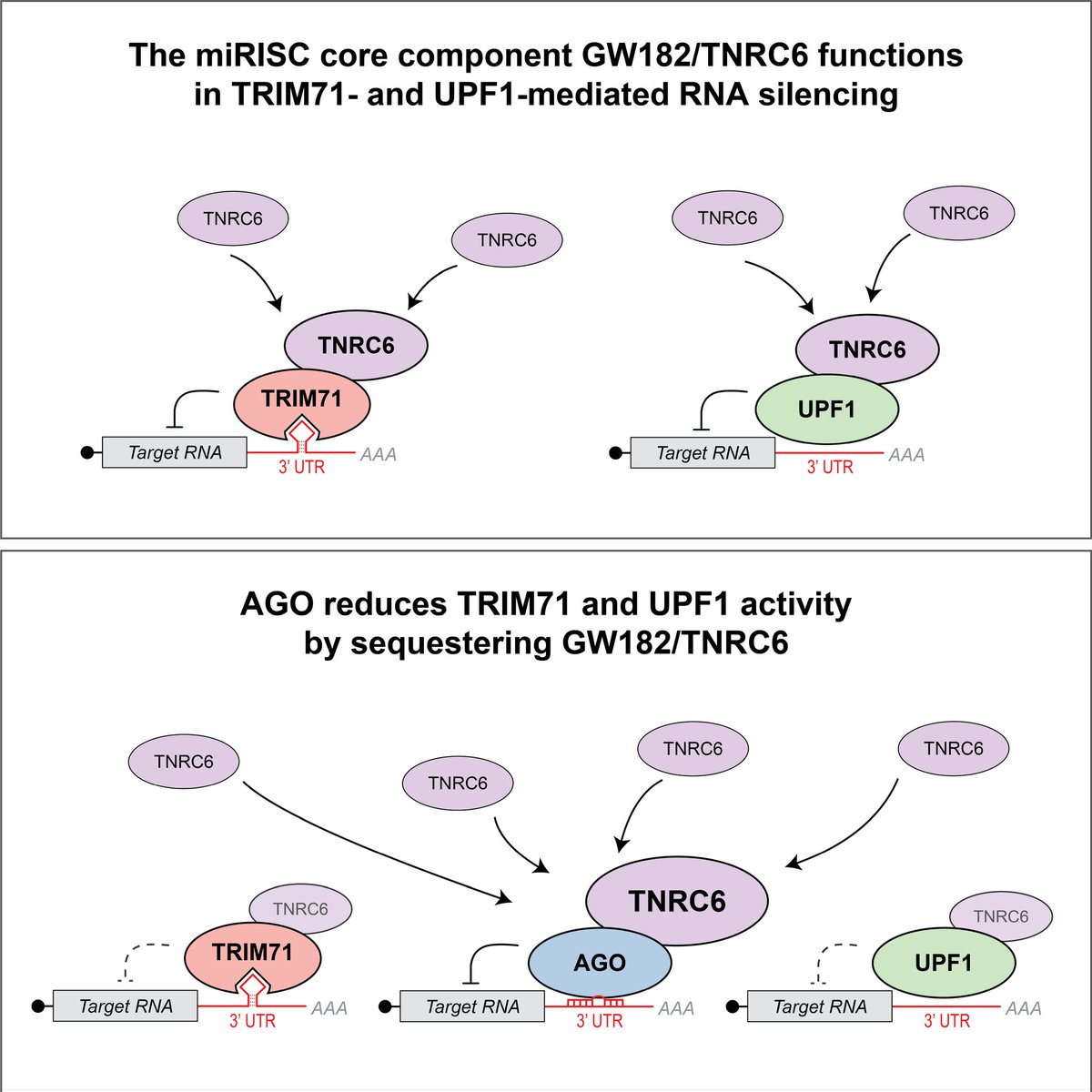 WelteThomas's tweet photo. Happy to report that our work uncovering a role of GW182 proteins as silencing factors for multiple RNA pathways is now published in @MolecularCell. Thanks to everyone involved, esp. @LabGrosshans @FMIscience @NovartisScience. https://t.co/n8BAHuli4X