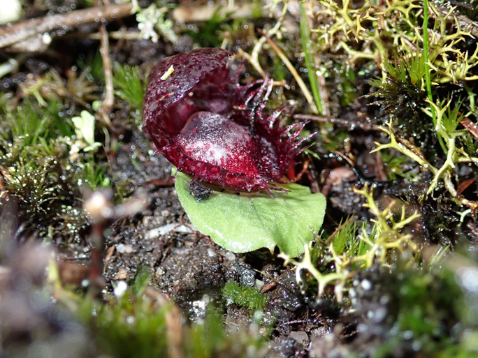 E_R_Australia's tweet photo. Our #botany teams are conducting #florasurveys all over place this winter - our #gippsland team recently found this very cool #fringedhelmetorchid #corybasfimbriatus - #FFGlist #endangered...π±πΏ#wildoz https://t.co/IvLKuPIWVc