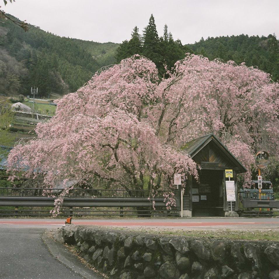 teru8977's tweet photo. この時の🎞️✨（2）

📸Rolleiflex 2.8F Planar 80mm 
🎞PRO400H

#film  #フィルムカメラ　#filmphotography #ニ眼レフ 
#Rolleiflex https://t.co/cXHtpokQI3