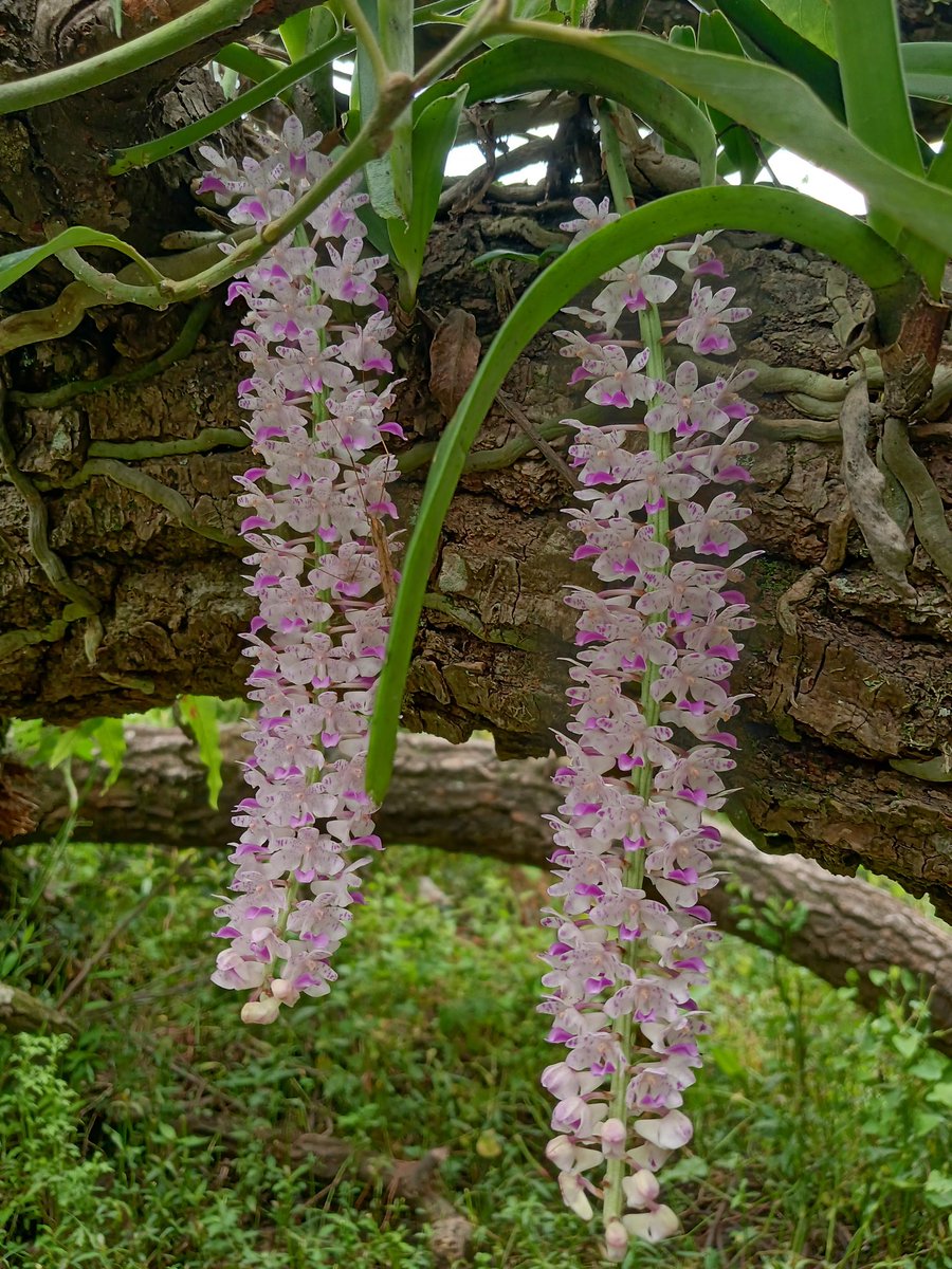 Nature 
#Orchids #Flowers #Nepal #tour 
#explore #travelphotography #naturetravel #guideservicenepal #upadesh