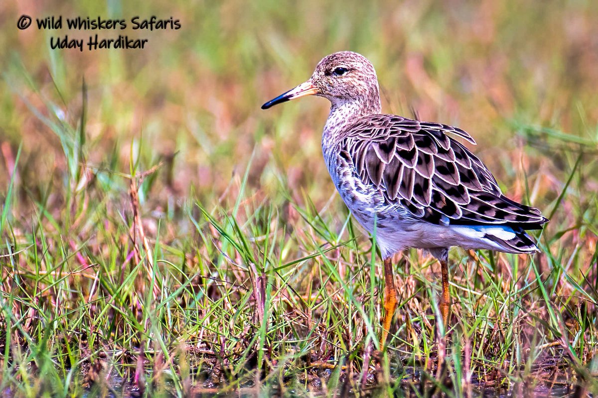 Common redshank 

Mangalajodi wetlands near Bhubaneshwar, Odisha - January 2023

#mangalajodi #odisha 
#BBCWildlifePOTD #ThePhotoHour 
#IndiAves #nikonphotography #BirdsOfTwitter #TwitterNatureCommunity 
#natgeoindia #westbengal #India @NikonIndia