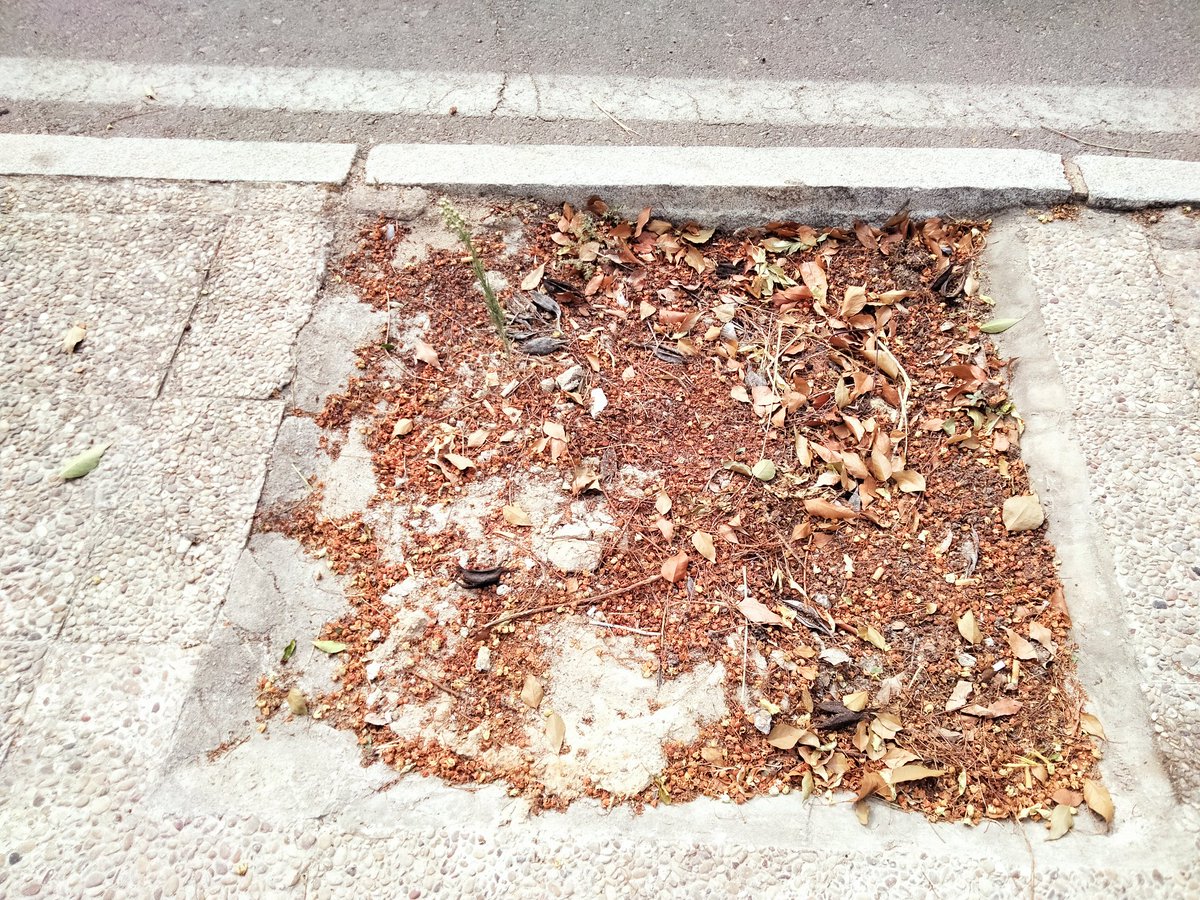 En la circunvalación Reina Sofía hay 8 alcorques vacíos <a href="/EeABadajoz/">Ecologistas en Accion Badajoz</a> <a href="/ecologistas/">Ecologistas en Acción</a> . Adjunto las fotos