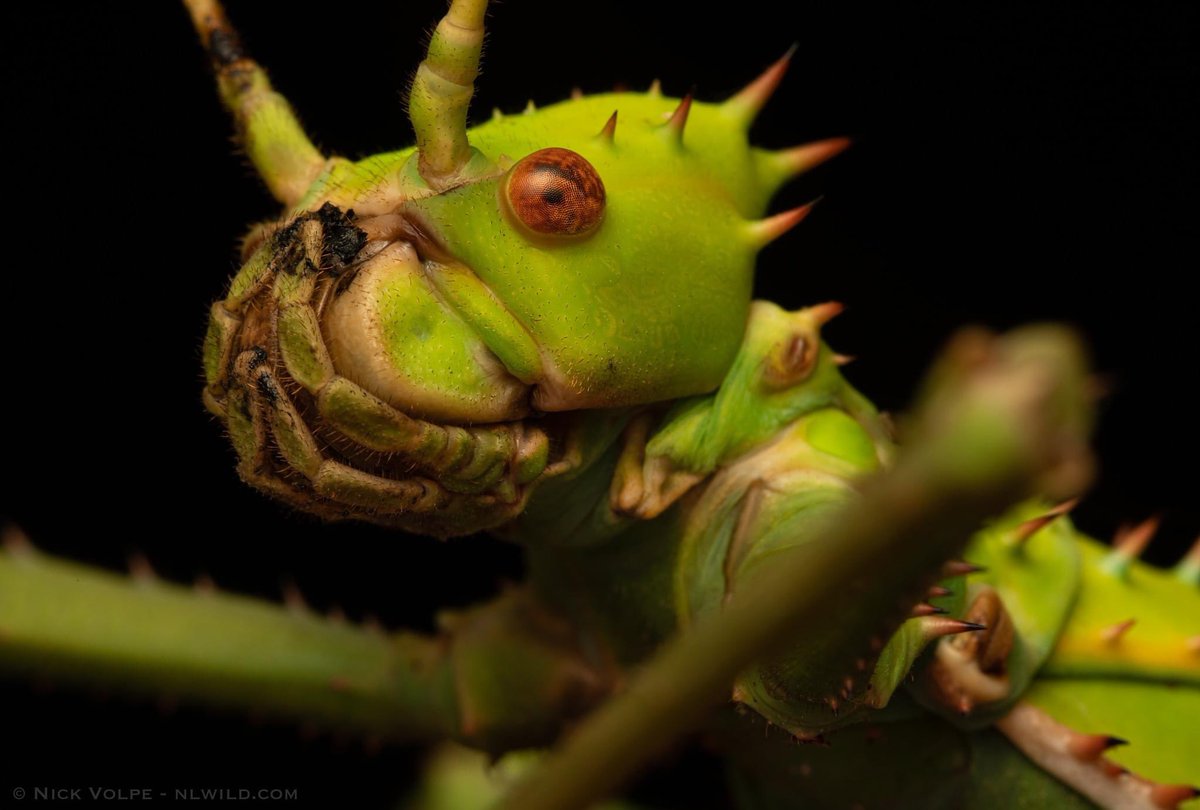 An alien deep in the rainforest?!👽

Hidden by dense vegetation, this ginormous insect slowly strides amongst the leaves in the darkness of the night. 🌳

Whilst its face may look menacing, have no fear! Like all stick insects, the Malaysian Jungle Nymph only feeds on leaves! 🌿