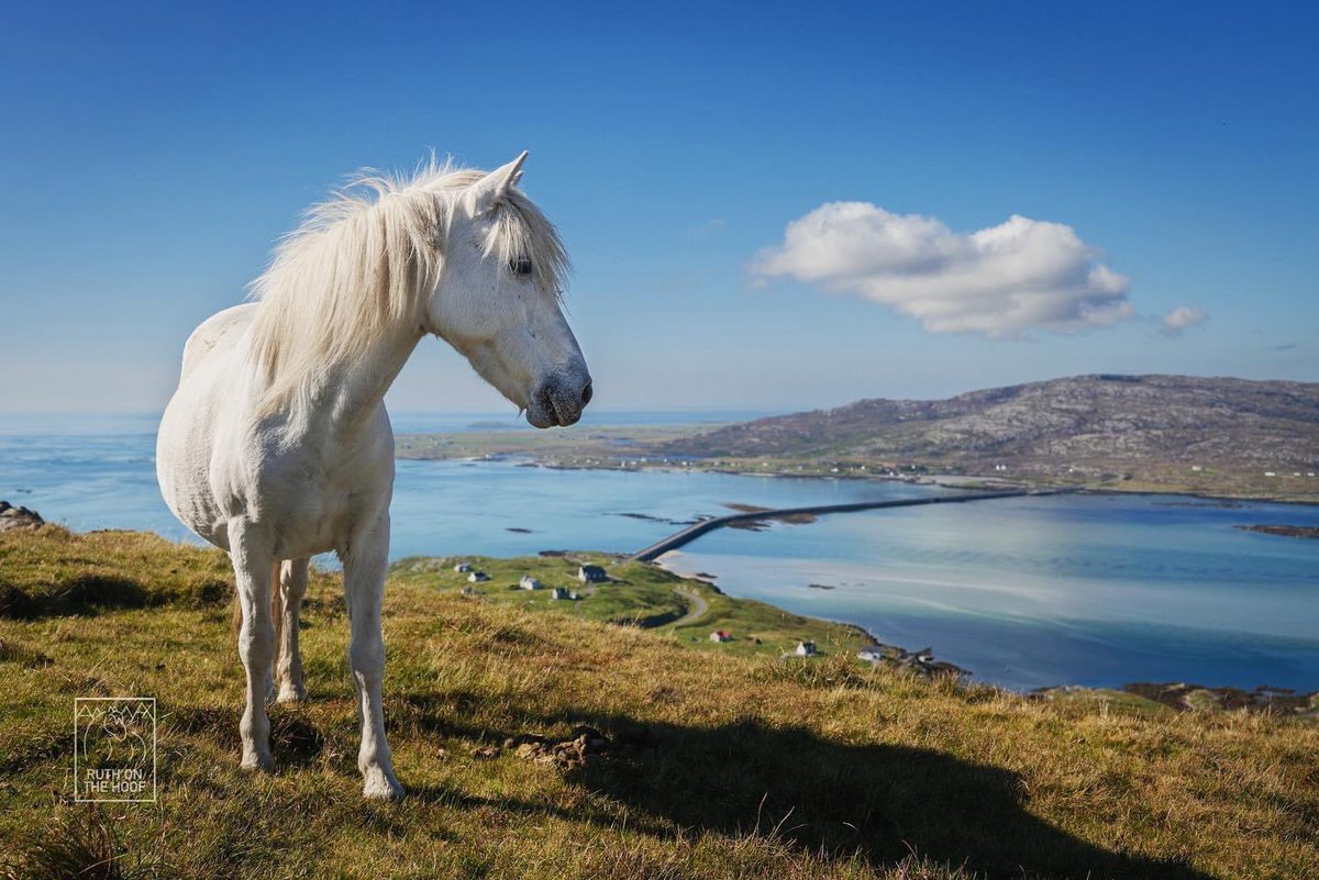 It’s so frustrating when the likes of @NatGeo allow articles like this to be published without fact checking. The photo is not even of Eriskay ponies 😢 nationalgeographic.com/culture/articl…

This photo is an Eriskay pony on the Isle of Eriskay 
@EachNanEilean
@eriskaypony_eps
@RBSTrarebreeds