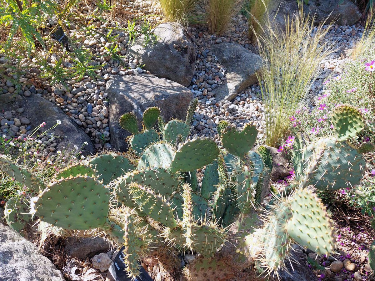 RHSHydeHall's tweet photo. Although they may be native to Mexico, this Prickly Pear is happy basking in the Essex sunshine ☀ https://t.co/R7uwvG4Do0