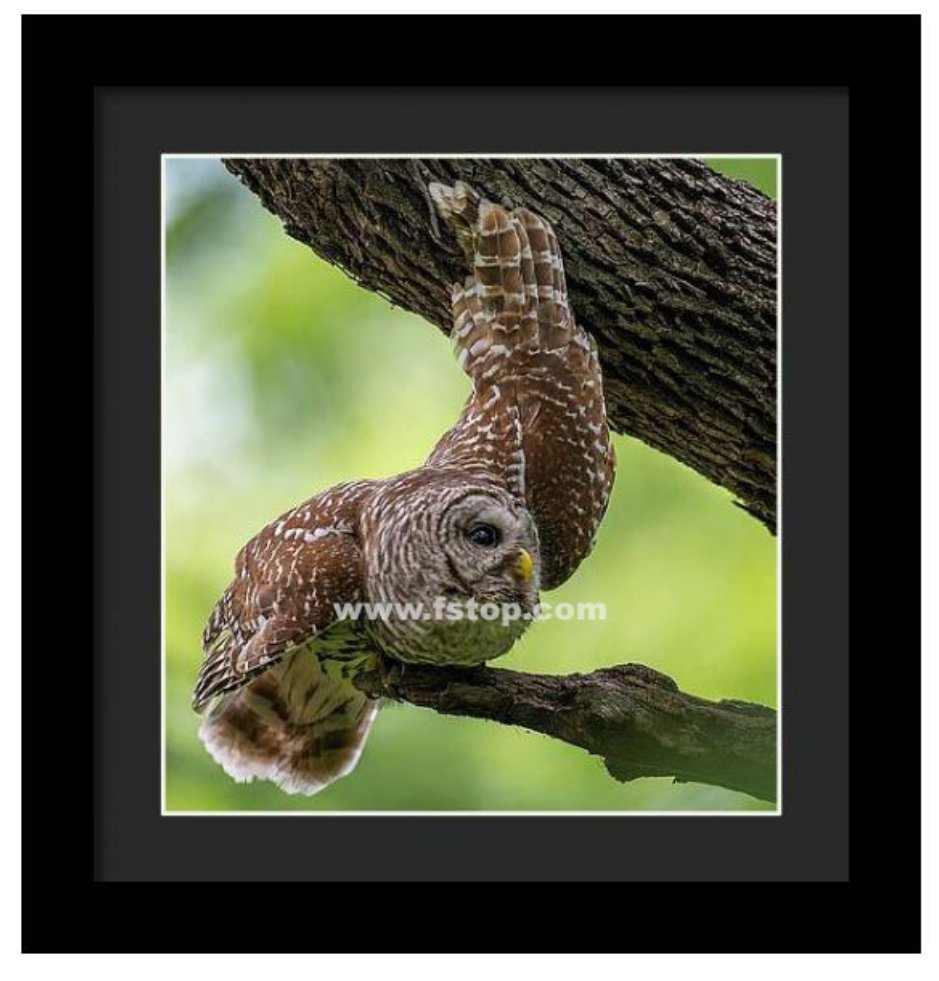 Relaxing Male Barred Owl!

fineartamerica.com/featured/relax…

#wildvisiondotcom
#puttaswamyravishankar
#perfectgift #ಪುರಶಂ #fstopdotcom #bangaloredotcom #nature #naturephotography #BuyIntoArt #AYearForArt #Art #cosmictouchdotcom #visualrhythmcampus