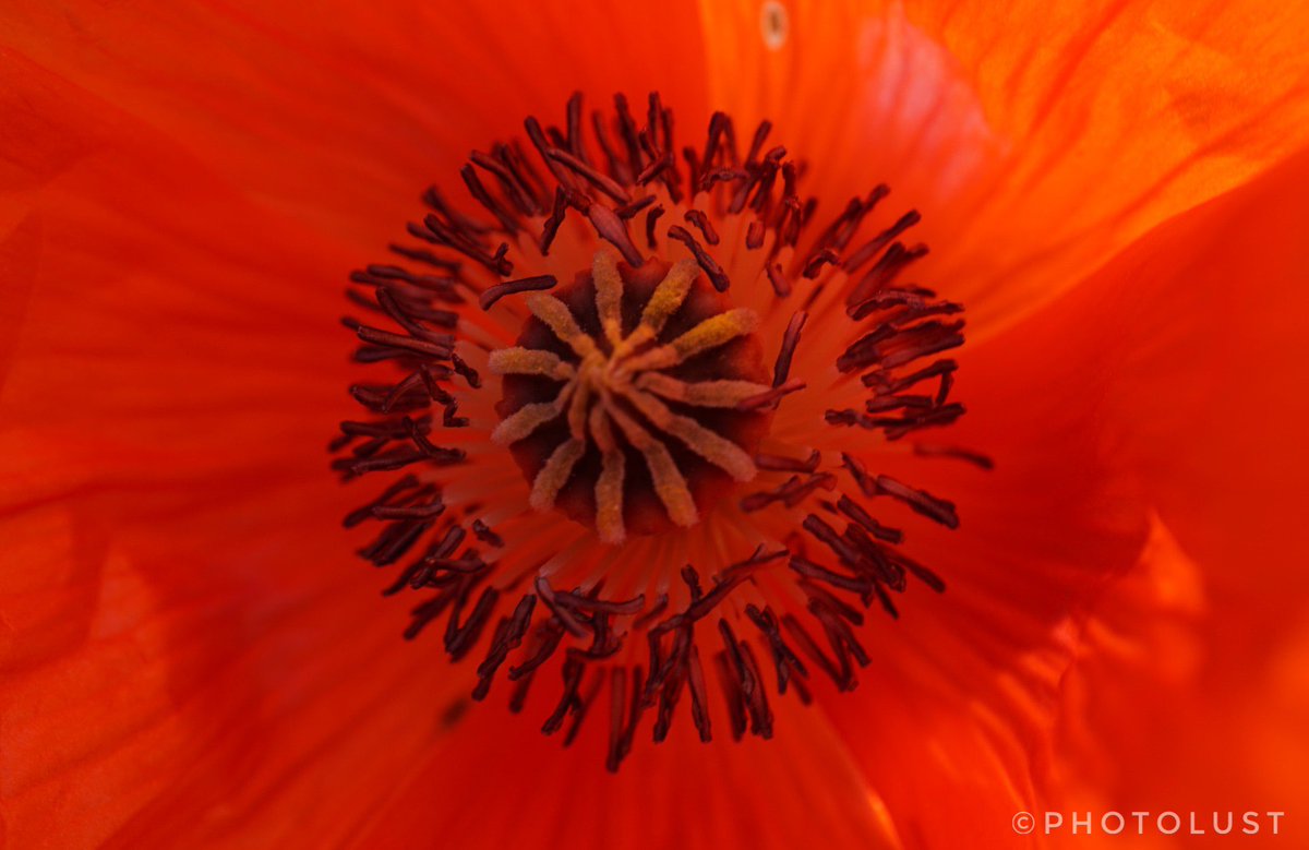 #Fotografie #Photography #Natur #Nature #Farbe #Colour #Farbfoto #Colourphoto #Makro #Macro #Makrofoto #Macrophoto #Makrofotografie #Macrophotography 📷 #SonyAlpha 6000
#Mohn #Poppy

Good morning, Twitter community. Have a nice Tuesday.