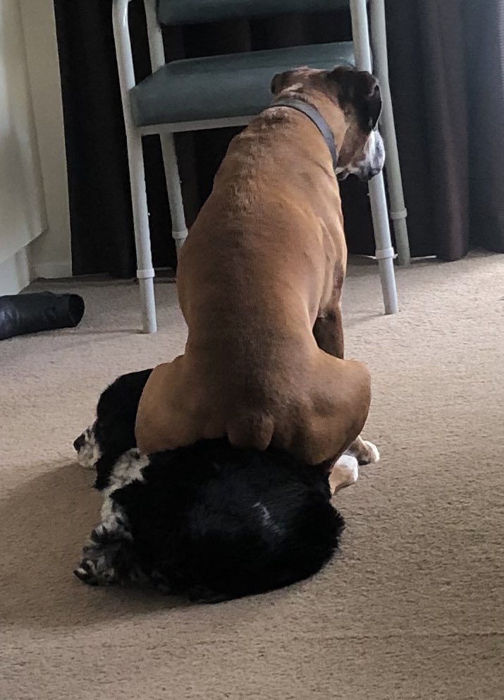 GriftfromGod7's tweet photo. @bunsenbernerbmd Sitting on your colleague making them groan IS an HR issue! Spaniels are NOT seats is now company policy. https://t.co/VG18zDjprW