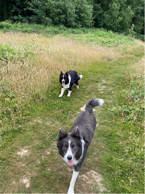 Morning.#writersoftwitter 
#writingcommunity #amwriting #newwip #authorlife #amquerying #bookreviewers
#bordercollie #colliesoftwitter #lovecollies #authordogs #twitterdogs #twittercollies