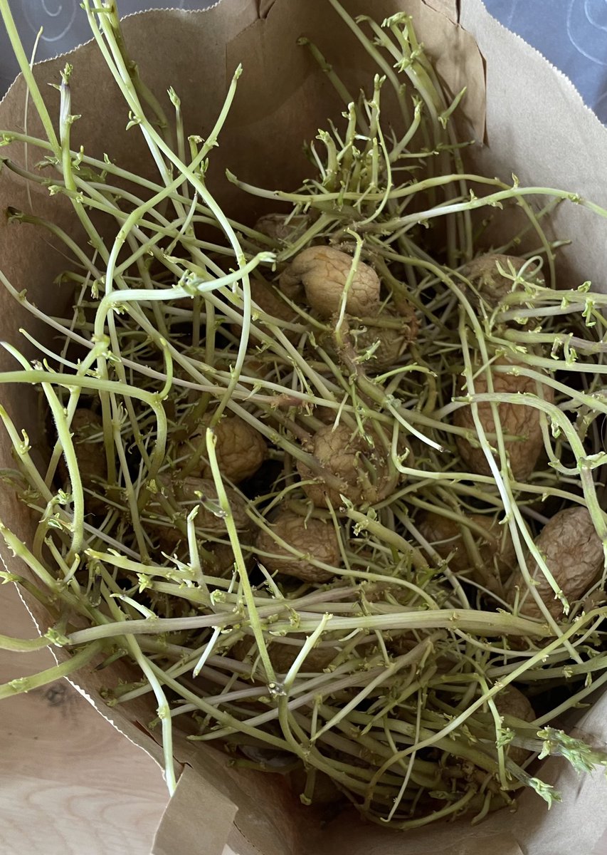 １ヶ月間日本🇯🇵に帰っている間に成長したジャガイモさん達🥔

義両親が日本行く直前に大量のお裾分けしてくれたんだけど、消費しきれず忘れて放置した結果😂

これ植えたらジャガイモ畑出来るかな？🤔

#一時帰国あるある https://t.co/tphz94yUTC