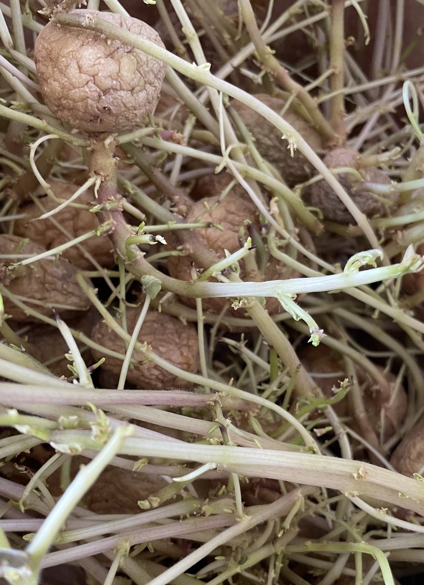 １ヶ月間日本🇯🇵に帰っている間に成長したジャガイモさん達🥔

義両親が日本行く直前に大量のお裾分けしてくれたんだけど、消費しきれず忘れて放置した結果😂

これ植えたらジャガイモ畑出来るかな？🤔

#一時帰国あるある https://t.co/tphz94yUTC