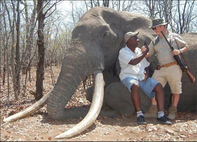 Please retweet if you think there should be a WORLDWIDE ban on ALL #trophyhunting. 😡