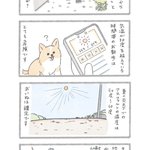 炎天下でのおいぬのお散歩について。人類の宝物「肉球」を守らねばならない…
