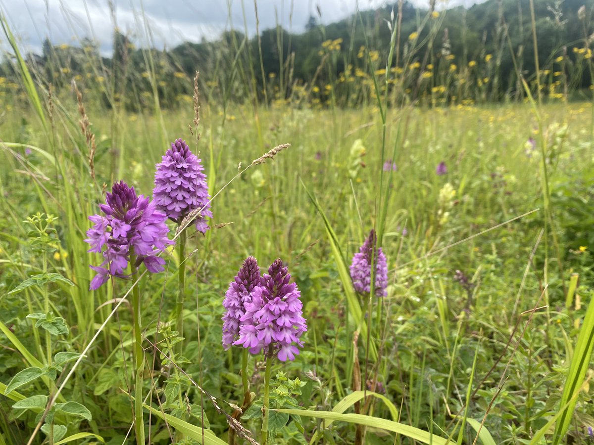 BCConservators's tweet photo. #ParkDowns is looking pretty in pink!
The Pyramidal Orchids (Anacamptis pyramidalis) are in full bloom.
@Love_plants
@OldChalkNewDown
@Downygrazers https://t.co/5yqUfVx5N0