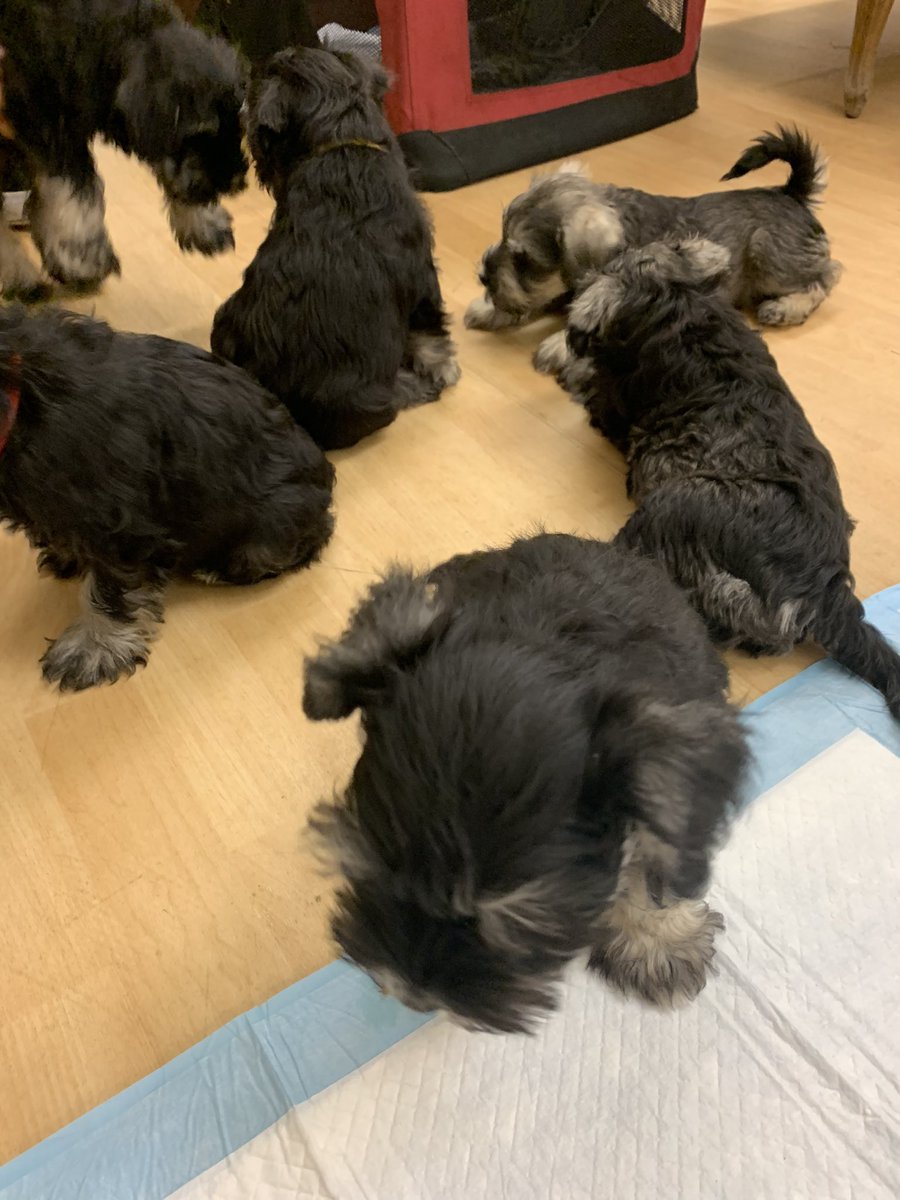 Alexthomson31's tweet photo. The excitement following Fridays #ScotCharityAwards continues @scvotweet offices today. Look at these 7 beauties ❤️❤️❤️ https://t.co/c396eqiLrw