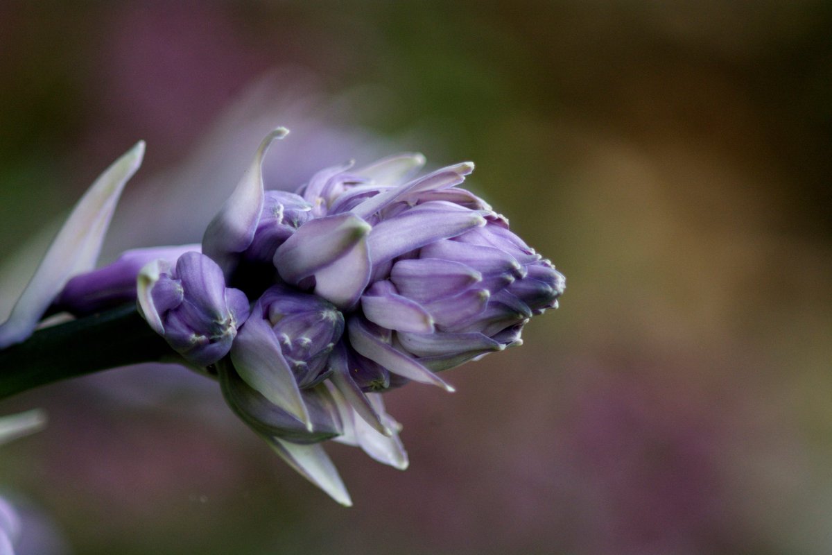 #Gardenersworld #nikonphotography @UKNikon @NikonEurope @NikonUSA @ThePhotoHour @MacroHour @TamronUK #flowerphotography #macrophotography @AP_Magazine 
Hosta coming in to play