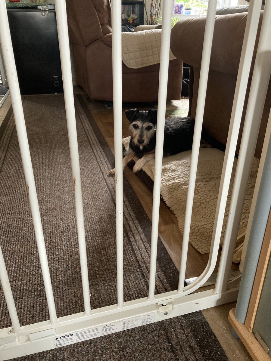 BonniedaWestie's tweet photo. DORA UPDATE
Dora has observed the @asda man deliver our weekly supplies and approved everything from a safe distance after Quality Control Lily inspected use by dates and freshness. All as it should be Muvver 
#TeamDora https://t.co/lywtM4lxpz