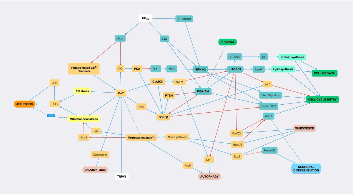 heniek_htw's tweet image. #Endocannabinoid signaling in adult hippocampal #neurogenesis: A mechanistic and integrated perspective
sciencedirect.com/science/articl…