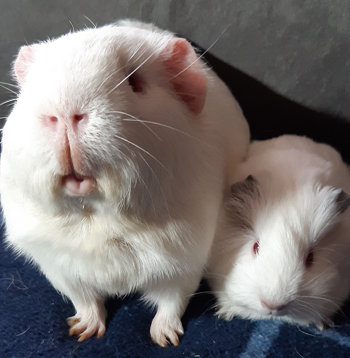 Dasha94954608's tweet photo. 🤔🐹 máte rádi buráky? 🥜Já jeden joo 🤗🐹🥰🐹
#MyNameIsKešu
#MyNameIsCashew
#MyNewFriend
#Peanut
🥜
Hele 👀🐹🥜
@Verbloud https://t.co/epg1kAdCZX