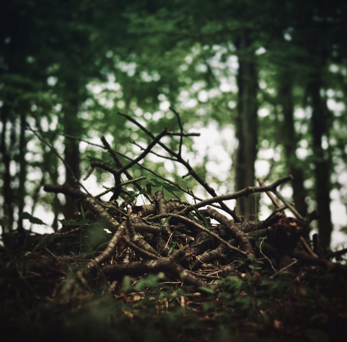 ・
ｂｒａｎｃｈ
・
・
#nature #leaf #branch 
#forestbath #forest
#naturephotograph