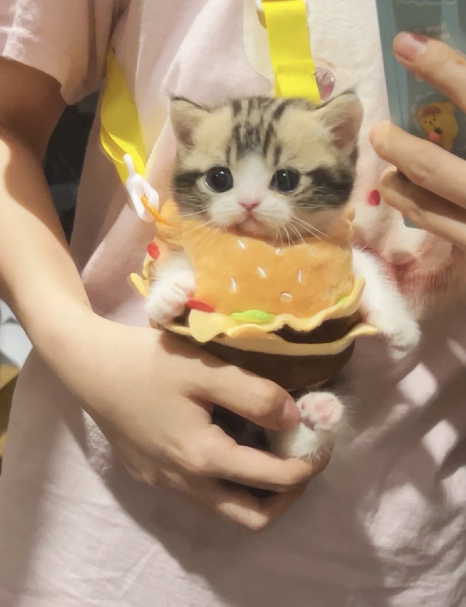 burger kitty
