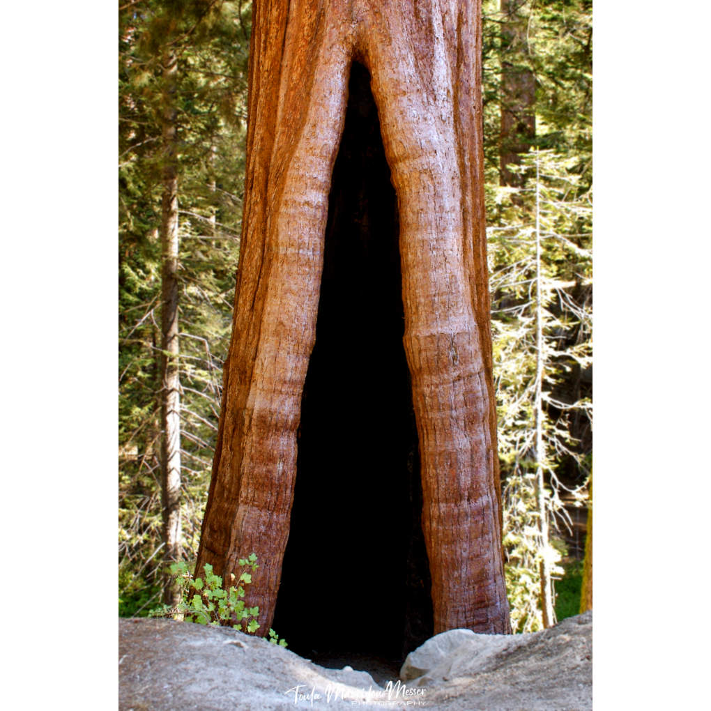 I couldn't believe my eyes when I first saw these immense redwoods. For scale, check out the 'normal' large trees behind this wonderful specimen.

#thicktrunktuesday #photography #NaturePhotography #TwitterNatureCommunity #botany #trees